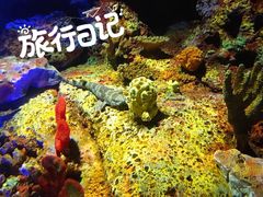 -上海海洋水族馆