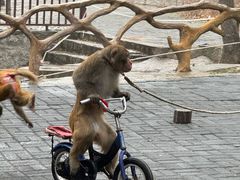 -洛阳花果山景区