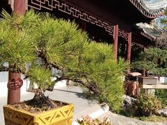 -上海醉白池公园