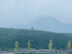 -龙坞茶村