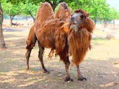 -西安秦岭野生动物园