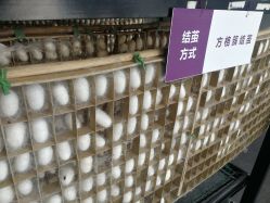 -太湖雪蚕桑文化园