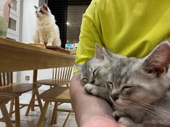 -楼上猫咖(罗湖店)