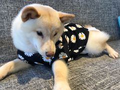 -南京Hallo宠物乐园·哈罗犬舍·柴犬繁育基地
