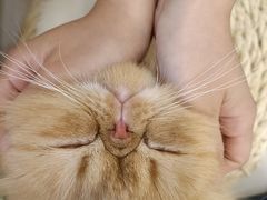 -More Fun猫咖 二十只万元加菲主题