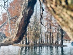 -上海共青森林公园