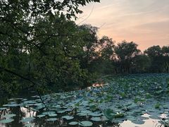 -西溪国家湿地公园