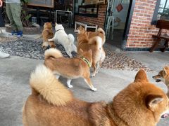 -柴犬高等学院·狗咖·柴犬售卖·宠物训练