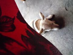 -Warung Babi Guling Ibu Oka 3