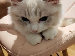 -momokira米努特·德文卷毛猫·棉花面纱犬