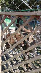 -萌宠亲子动物乐园(槐房万达店)