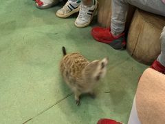 -藦茜花园宠物主题亲子互动体验馆(国顺东路店)