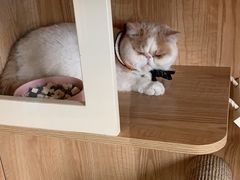 -老吴的猫·猫舍(新区店)