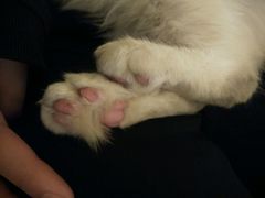 android_upload_pic-猫色咖啡·猫咖