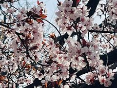 -桃花堤公园