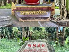 -瑞丽独树成林风景区