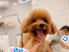 -BABIT巴比特宠物(MOMOPARK店)