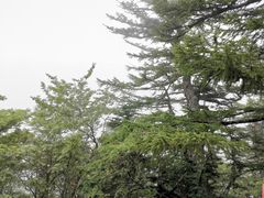 -富士山吉田線五合目