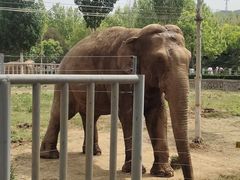 -石家庄市动物园