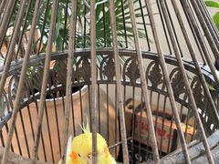 -长春藤咖啡(北园店)