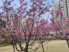 -新江湾城公园