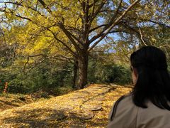 -千年银杏谷文化旅游区