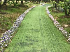 -香雪海