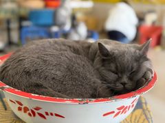 -平行世界·猫咖(首经贸店)