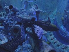 -成都浩海立方海洋公园