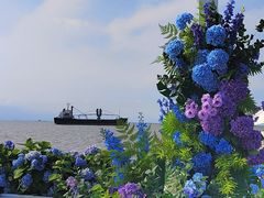 -上海滨江森林公园