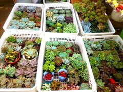 -沪花拾者(好再来花卉鲜花店)