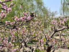 -元大都城垣遗址公园