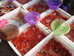 -中环花鸟鱼虫市场