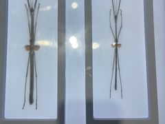 -上海昆虫博物馆