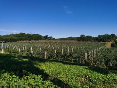 -北京张裕爱斐堡酒庄