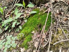 -秦岭终南山世界地质公园翠华山景区