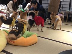 -逗柴咖啡屋·狗咖猫咖宠物桌游