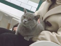 -喵的天空名猫咖啡馆·撸猫·猫舍·用品