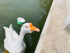 -玄武湖景区-情侣园游乐场