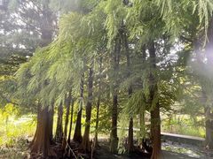 -溱湖国家湿地公园