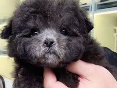 -南京宠物基地·宠物狗宠物猫售卖(南京店)