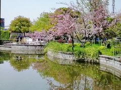 -嘉定紫藤园