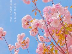 -天适樱花悠乐园