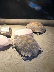 -酷嗒动物文化乐园(cutezoo西溪乐天城店)