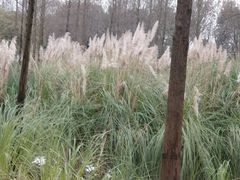 -尚贤河湿地