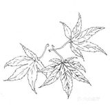 可供临摹的物体简笔画作品欣赏[礼花][礼花]