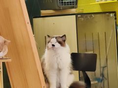 -平行世界·猫咖(首经贸店)