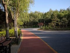 -大兴滨河森林公园