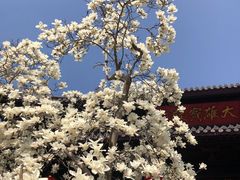 -灵谷景区
