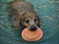 -汪说喵讲宠物乐园宠物酒店(红星美凯龙店)